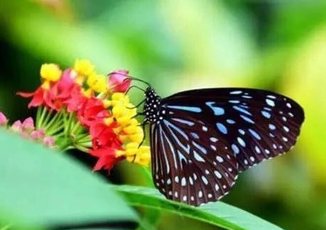 Trắc nghiệm tâm lý bạn muốn hóa thân thành con bướm nào - 2
