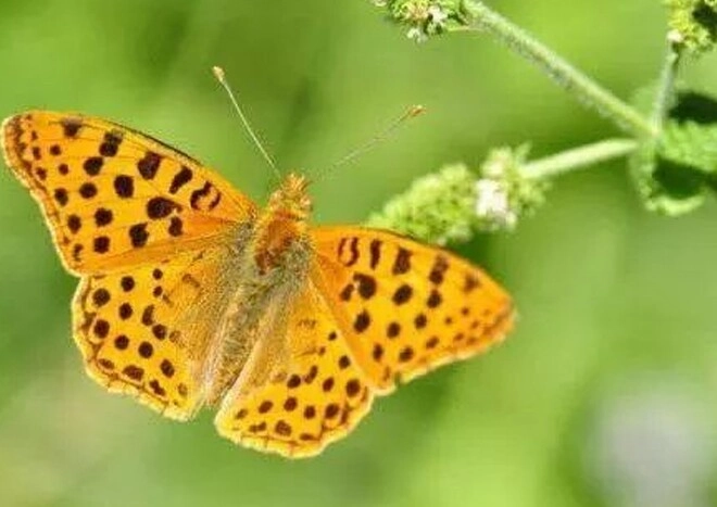 Trắc nghiệm tâm lý bạn muốn hóa thân thành con bướm nào - 3