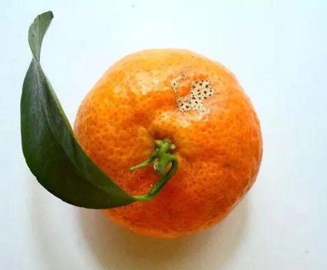 Trắc nghiệm tâm lý bạn nghĩ quả quýt nào là tranh vẽ - 4