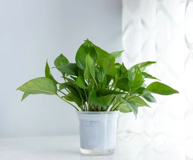 Trầu bà từng là cây cảnh quốc dân nay bị cho vào danh sách đen đây là 5 lý do khiến nhiều nhà vội vàng bỏ ngay - 1