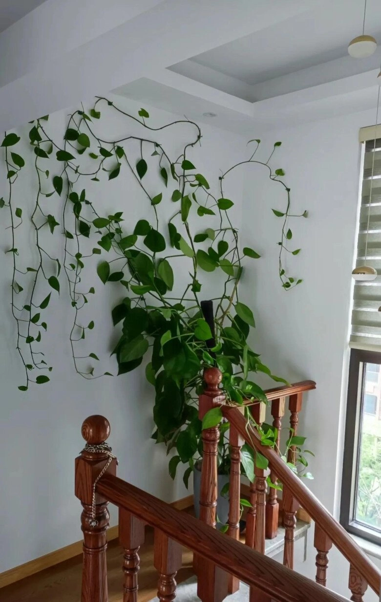 Trầu bà từng là cây cảnh quốc dân nay bị cho vào danh sách đen đây là 5 lý do khiến nhiều nhà vội vàng bỏ ngay - 2