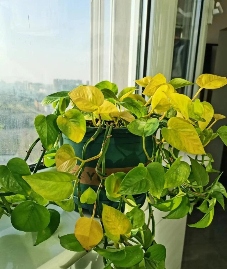 Trầu bà từng là cây cảnh quốc dân nay bị cho vào danh sách đen đây là 5 lý do khiến nhiều nhà vội vàng bỏ ngay - 3