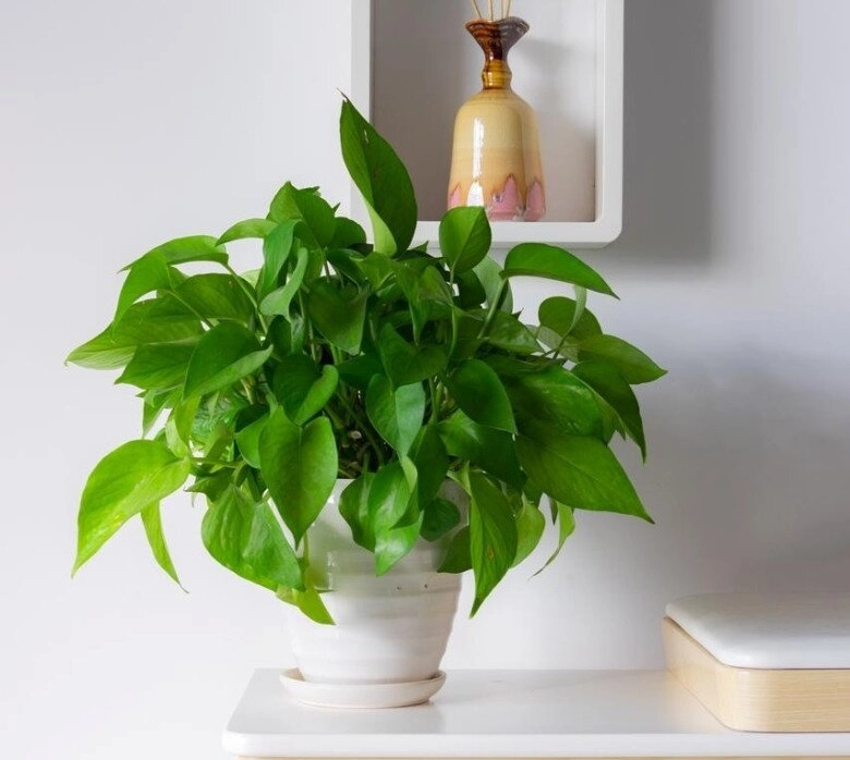 Trầu bà từng là cây cảnh quốc dân nay bị cho vào danh sách đen đây là 5 lý do khiến nhiều nhà vội vàng bỏ ngay - 5