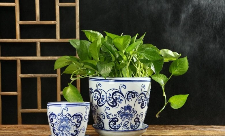 Trầu bà từng là cây cảnh quốc dân nay bị cho vào danh sách đen đây là 5 lý do khiến nhiều nhà vội vàng bỏ ngay - 6