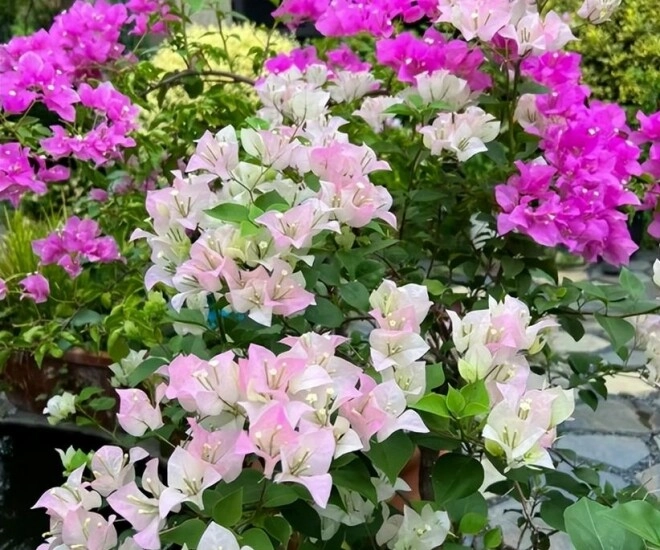 Trên thân hoa giấy có một công tắc sinh trưởng biết cách bật lên cây thành cỗ máy ra hoa nở 300 ngày mỗi năm - 1