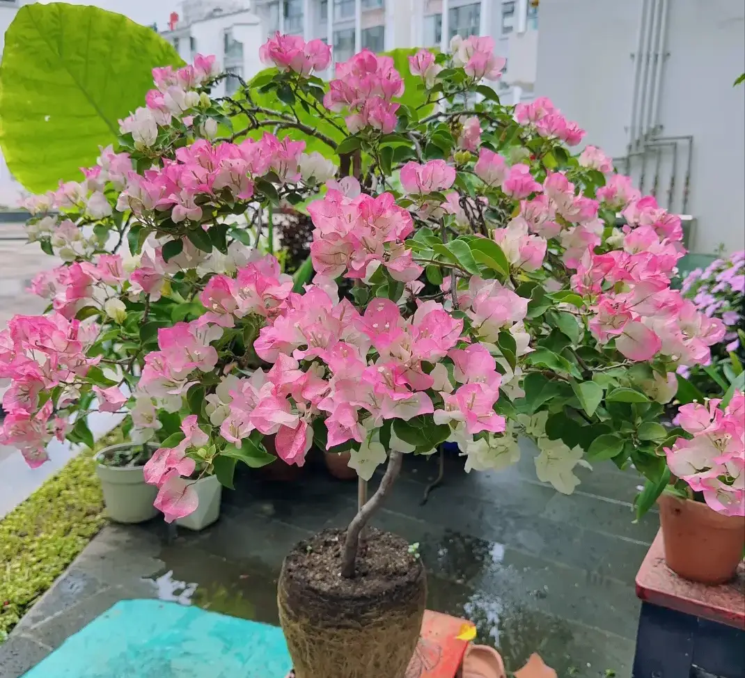 Trên thân hoa giấy có một công tắc sinh trưởng biết cách bật lên cây thành cỗ máy ra hoa nở 300 ngày mỗi năm - 4
