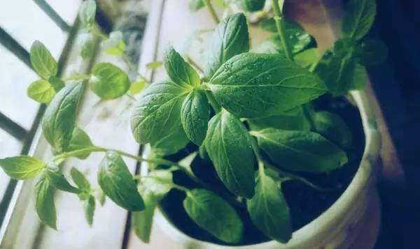 Trồng 3 chậu cây này trên ban công vừa đẹp vừa tiết kiệm không cần tốn tiền vẫn có một tủ thuốc cho gia đình - 2