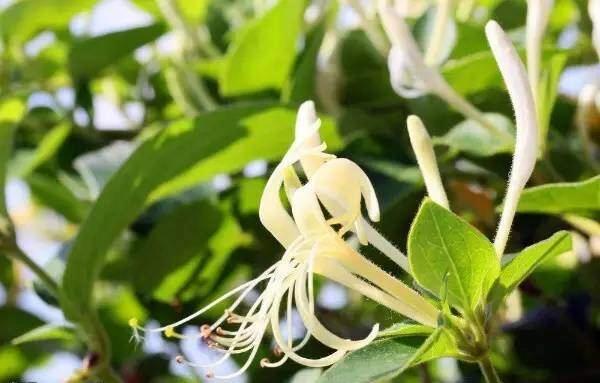 Trồng 3 chậu cây này trên ban công vừa đẹp vừa tiết kiệm không cần tốn tiền vẫn có một tủ thuốc cho gia đình - 3