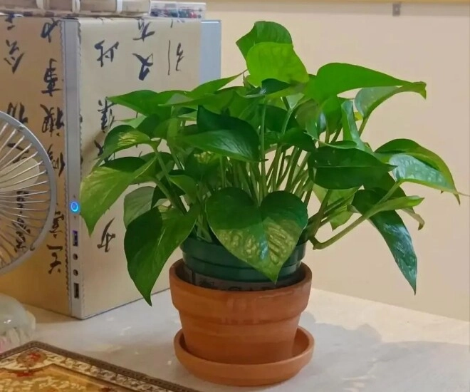 Trồng trầu bà trong nhà giúp chiêu tài hút lộc nhưng 3 người này không nên trồng kẻo hại người phá tài - 1