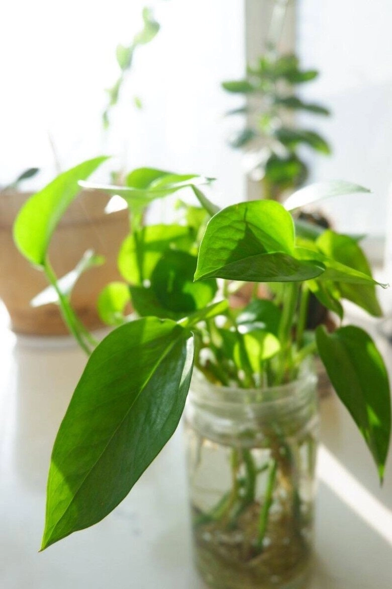 Trồng trầu bà trong nhà giúp chiêu tài hút lộc nhưng 3 người này không nên trồng kẻo hại người phá tài - 4
