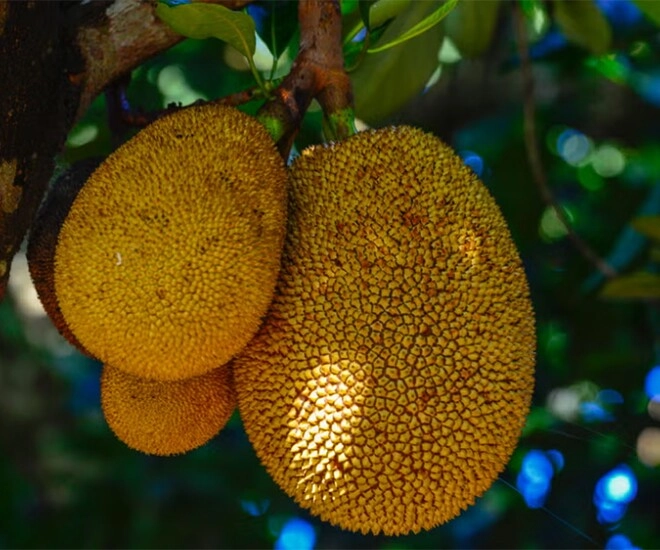 Việt nam đang sở hữu một loại quả vườn quê được mệnh danh quả thần giúp làm đẹp da chống nhăn ai cũng mê - 1