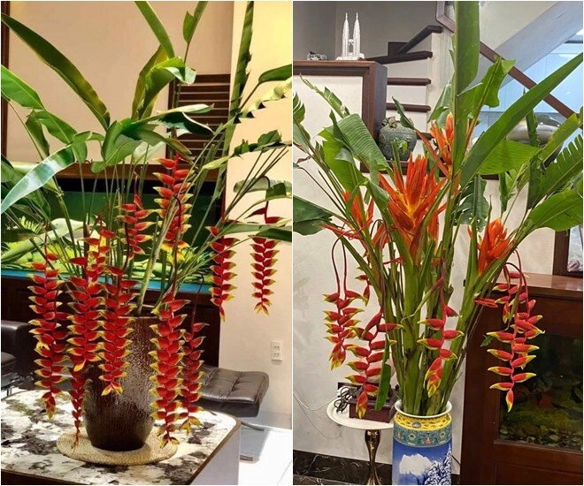 Vợ đảm của mạnh trường cắm hoa lúc 1h sáng loài hoa phong thuỷ đỏ rực hứa hẹn nhiều may mắn tài lộc - 8