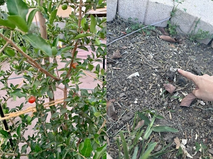 Vợ và con đức tiến chuyển nơi ở mới dù tiếc nuối nhiều kỷ niệm kể chuyện bị người lạ vào nhà chặt cây - 4