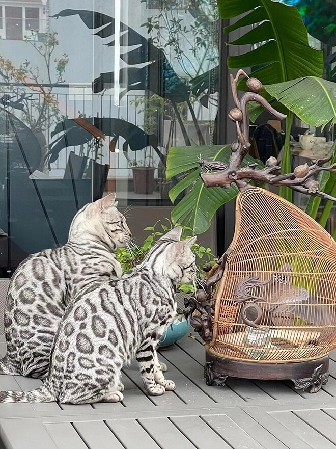 vua nhạc đỏ vừa bị đồng nghiệp khui mỗi mùa lễ hội mua 1 căn nhà tự nhận sợ vợ vì cắt cơm - 9