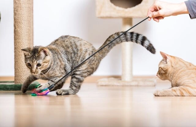 5 tips chăm sóc thú cưng mùa nắng nóng lưu ý điều cuối cùng nếu không muốn các boss uể oải - 4
