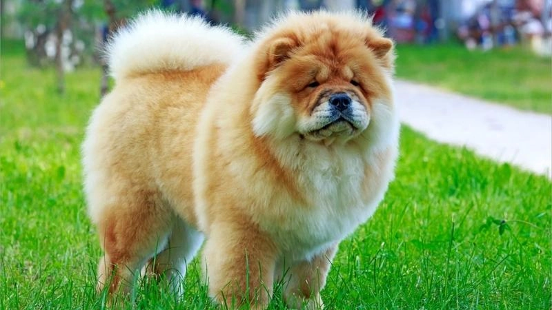 6 giống chó lông xù ấm áp nhìn như cục bông di động chỉ muốn ôm vào lòng - 3