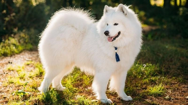 6 giống chó lông xù ấm áp nhìn như cục bông di động chỉ muốn ôm vào lòng - 6