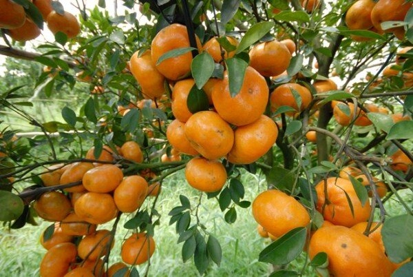 8 đặc sản hà nam không mua về làm quà thì phí cả chuyến đi có món xưa chỉ vua mới được ăn - 7