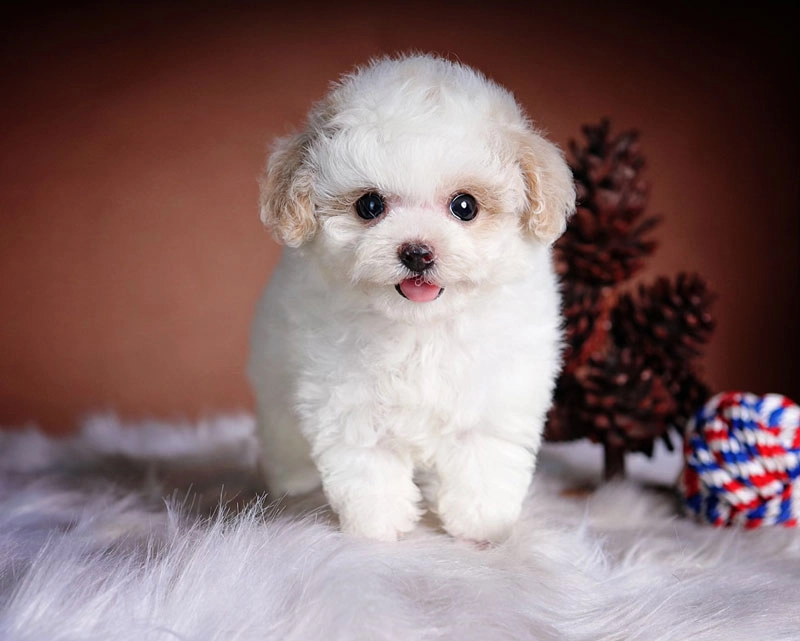 8 giống chó ít rụng lông nhất cực kỳ hợp với người sạch sẽ nói không với dị ứng mùa đông - 1