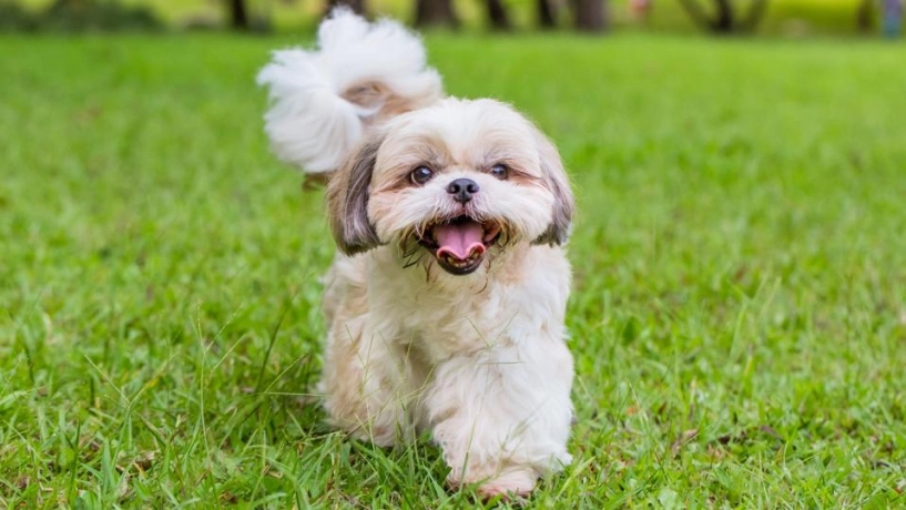 8 giống chó ít rụng lông nhất cực kỳ hợp với người sạch sẽ nói không với dị ứng mùa đông - 5