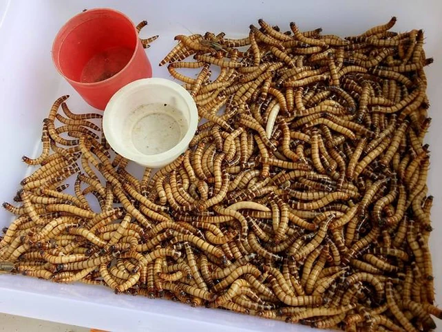 Ẩn mình giữa sài gòn có khu chợ lạ tồn tại hơn 30 năm vẫn sầm uất nhờ bán duy nhất một loại hàng - 3