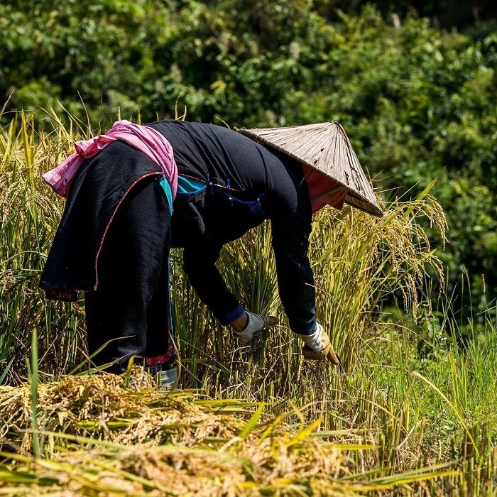 Bản liền - điểm khởi đầu dịu dàng cho hành trình chữa lành quên phố thị tìm về với bình yên - 5