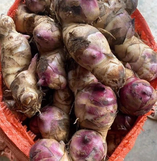 báu vật dưới lòng đất có hương vị đặc biệt xưa dành cho người nghèo nay thành đặc sản làm nhiều món ngon - 1