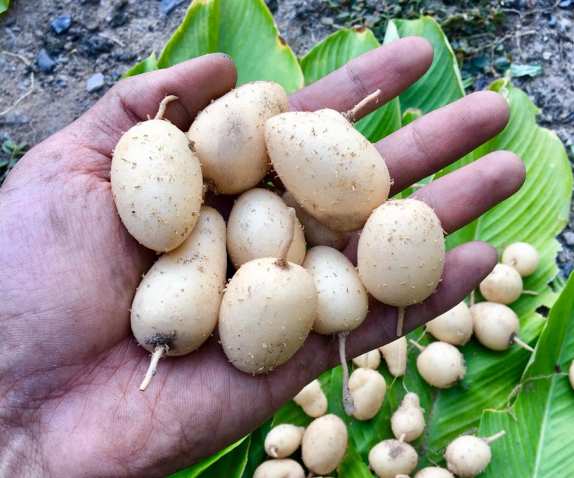 báu vật dưới lòng đất có tên lạ mỗi năm thu hoạch 1 lần là món ăn tuổi thơ của người miền tây nay trở thành đặc sản - 1