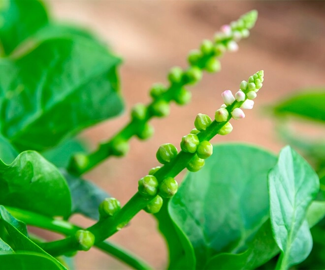 Bộ phận của loại cây quen thuộc tưởng bỏ đi không ngờ là món ăn đặc sản có hương vị lạ 50000 đồngkg nhà giàu săn lùng - 1