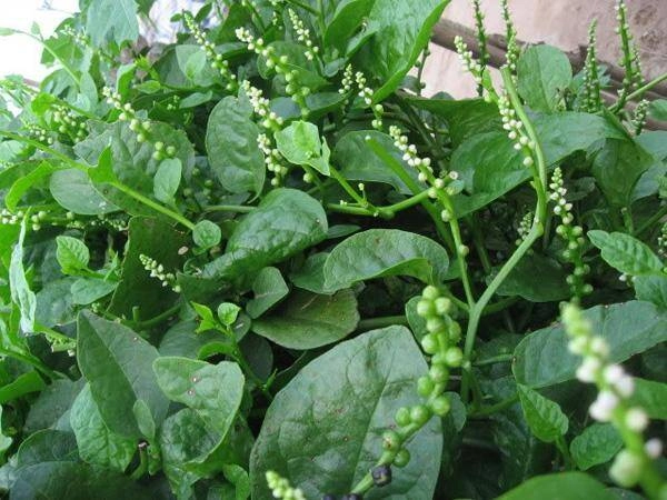 Bộ phận của loại cây quen thuộc tưởng bỏ đi không ngờ là món ăn đặc sản có hương vị lạ 50000 đồngkg nhà giàu săn lùng - 3