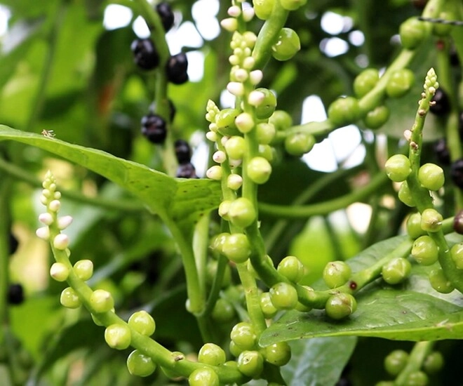 Bộ phận của loại cây quen thuộc tưởng bỏ đi không ngờ là món ăn đặc sản có hương vị lạ 50000 đồngkg nhà giàu săn lùng - 4
