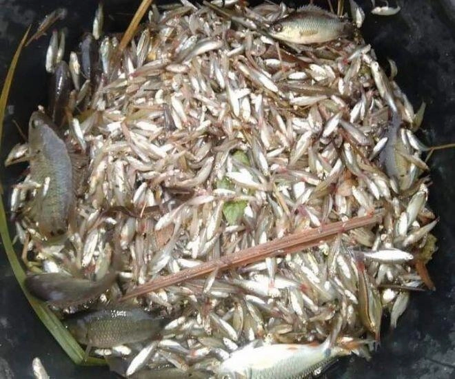 Cá nhà nghèo nay lên đời thành đặc sản dân thành phố săn lùng đặt hàng trước cả tháng mới có - 1