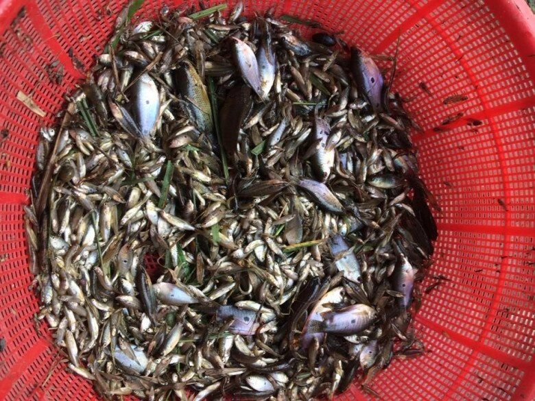 Cá nhà nghèo nay lên đời thành đặc sản dân thành phố săn lùng đặt hàng trước cả tháng mới có - 2