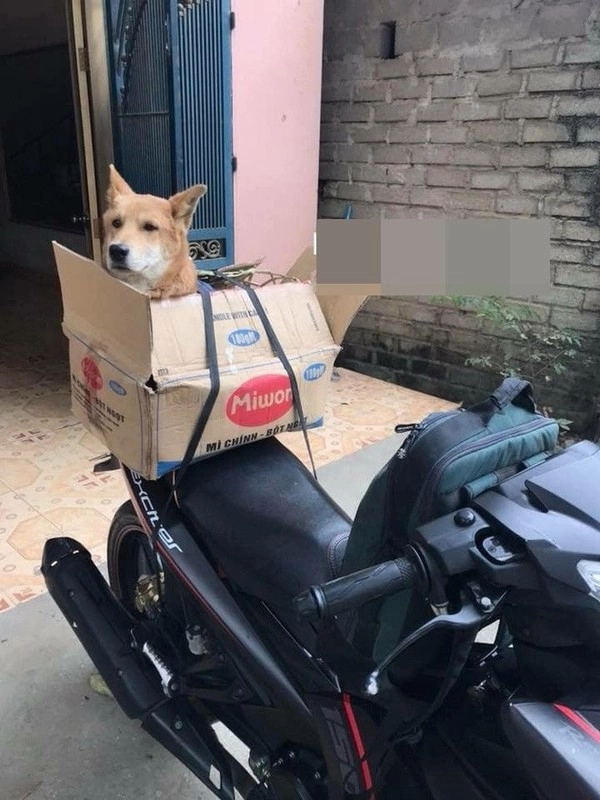Các con sen đưa boss về quê ăn tết nhìn ôm bụng cười - 1