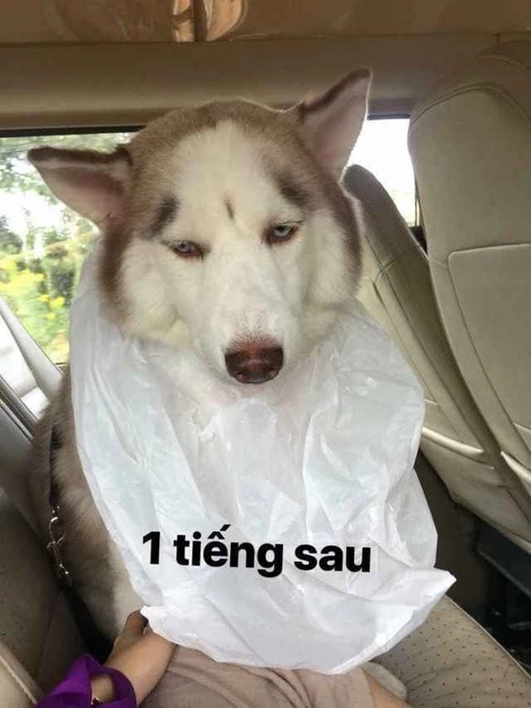 Các con sen đưa boss về quê ăn tết nhìn ôm bụng cười - 3