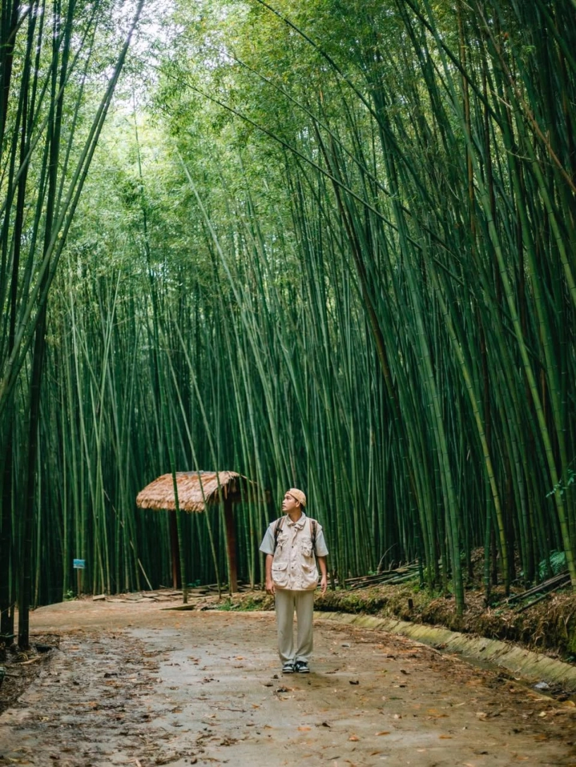 Cách hà nội 300km có khu rừng kỳ bí hút khách du lịch thập phương vì vẻ đẹp tựa tranh vẽ nơi nào check-in cũng đẹp - 2