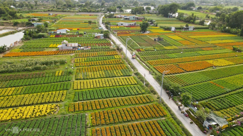 Cánh đồng hoa tết lớn nhất bình dương khoe sắc - 2
