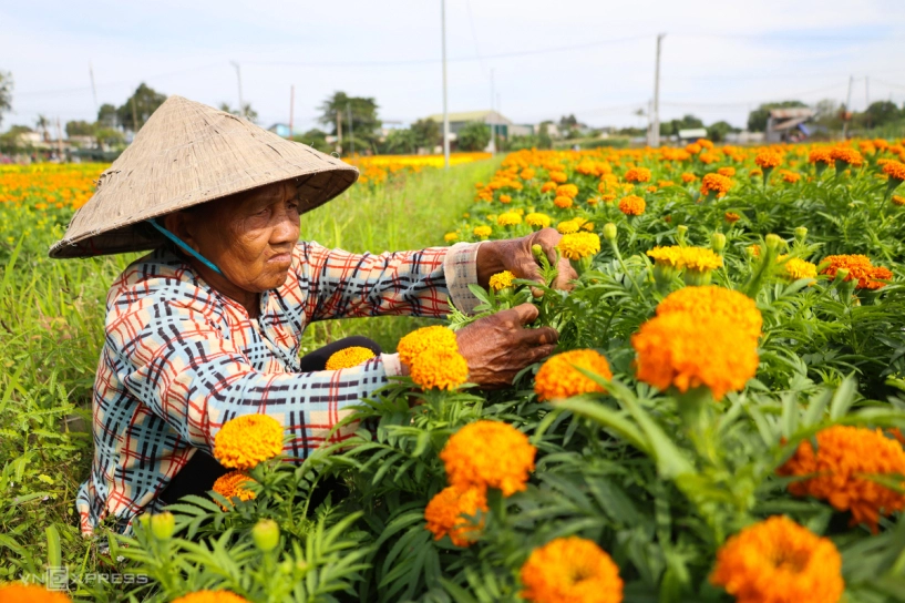 Cánh đồng hoa tết lớn nhất bình dương khoe sắc - 4