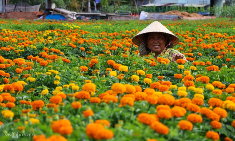 Cánh đồng hoa tết lớn nhất bình dương khoe sắc - 5