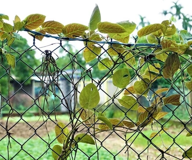 Cây dại leo hàng rào thành đặc sản ở thành phố dân trồng một lần bán quanh năm được ưa chuộng vì hương vị đặc biệt - 1