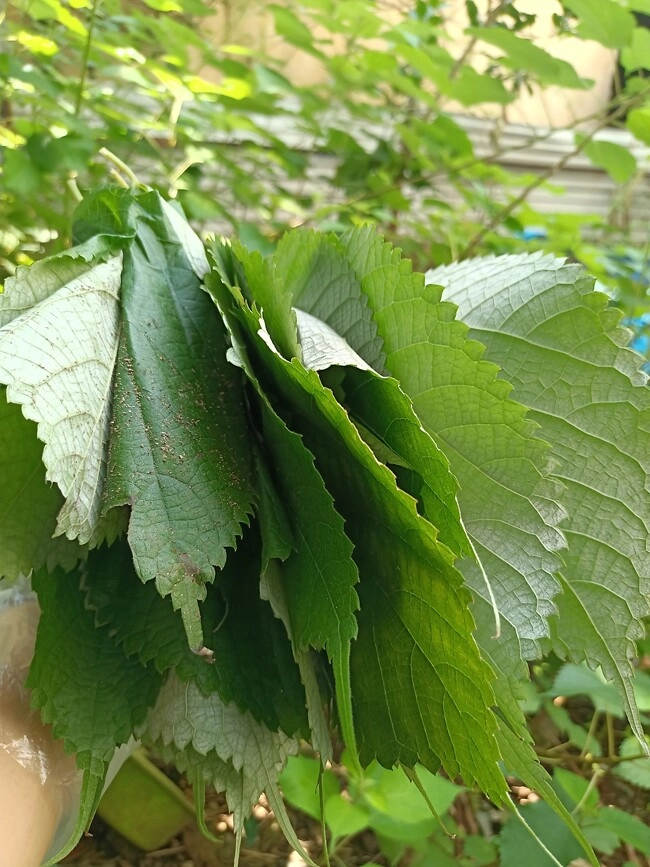 Cây dại mọc bờ bụi có tên rất lạ xưa không ai biết đến nay làm thành món đặc sản nổi tiếng hương vị đặc biệt - 2