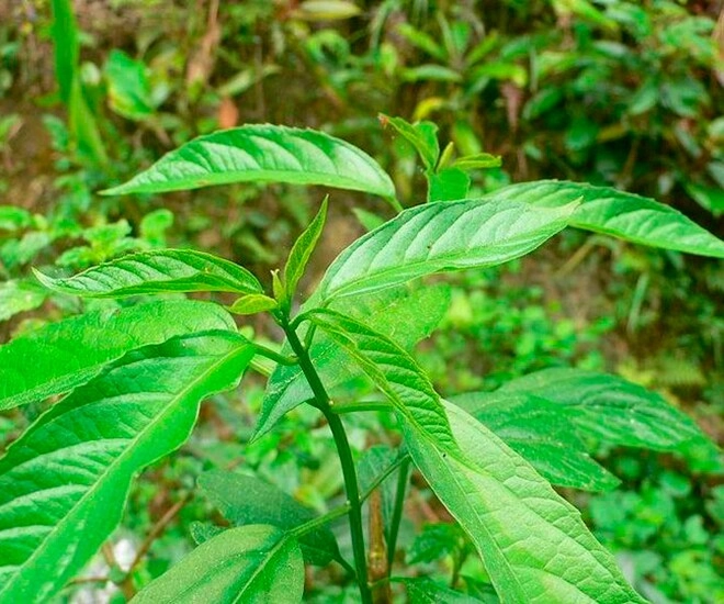 Cây dại mọc bờ bụi có tên vô cùng lạ nay thành đặc sản dân thành phố tranh nhau mua hương vị đặc biệt - 1