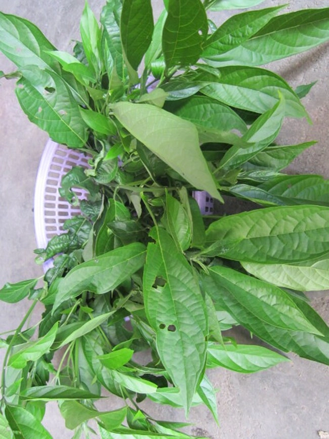 Cây dại mọc bờ bụi có tên vô cùng lạ nay thành đặc sản dân thành phố tranh nhau mua hương vị đặc biệt - 2