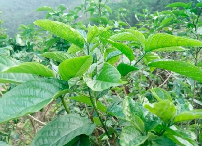 Cây dại mọc bờ bụi có tên vô cùng lạ nay thành đặc sản dân thành phố tranh nhau mua hương vị đặc biệt - 3
