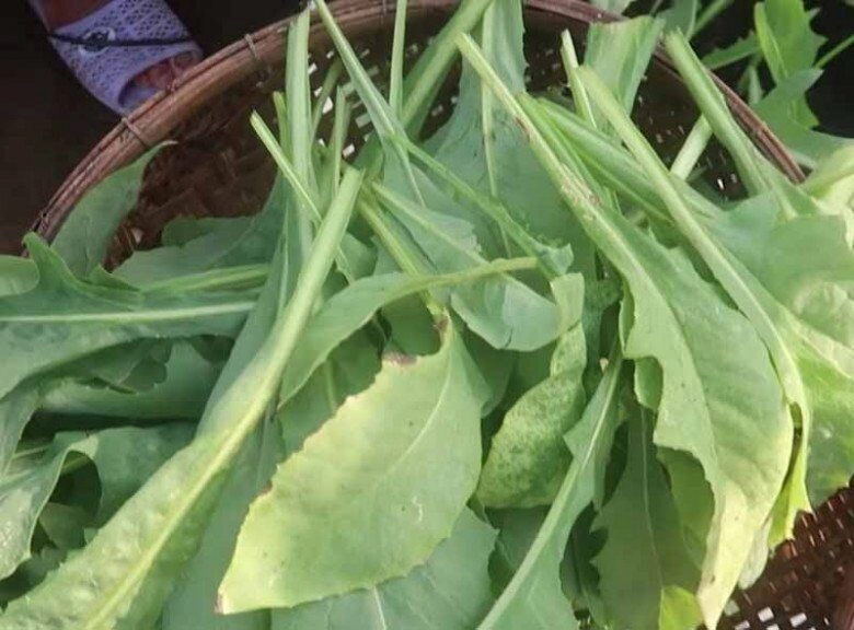 Cây dại mọc bờ bụi xưa cho lợn ăn nay thành đặc sản khoái khẩu người thành phố ưa chuộng hương vị đặc biệt - 2