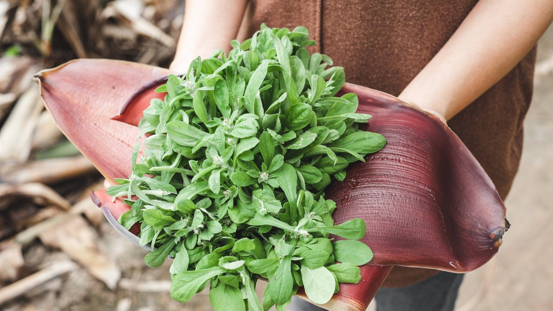 Cây dại mọc bờ bụi xưa không ai ngó ngàng nay thành đặc sản nổi tiếng được dân thành phố ưa chuộng hương vị đặc biệt - 2