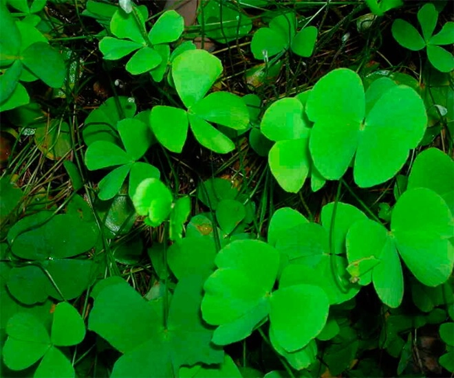Cây dại mọc bờ mương có tên rất lạ nay thành món ăn đặc sản có hương vị đặc biệt dân thành phố thích mê - 1