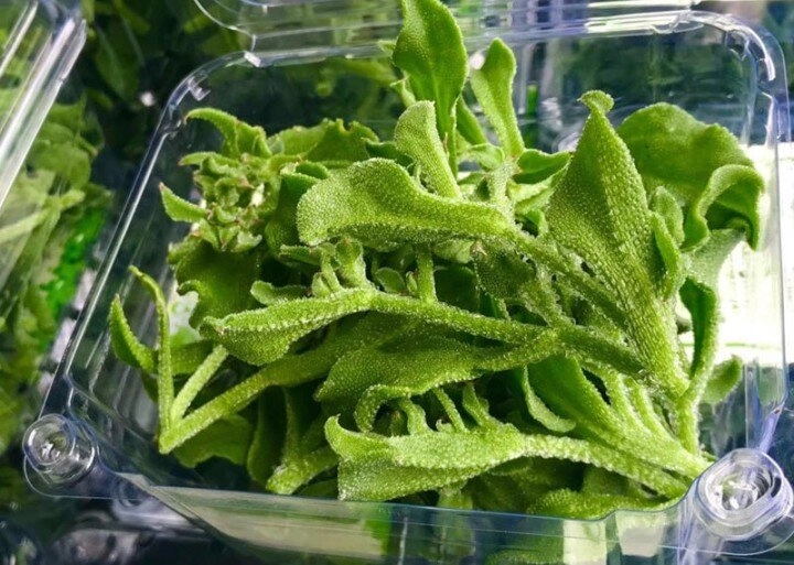 Cây dại mọc đầy bờ bụi có tên gọi rất lạ nay thành đặc sản có hương vị đặc biệt không dễ mua được - 1