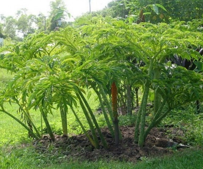 Cây dại ở bờ mương xưa ăn cứu đói nay thành đặc sản khoái khẩu có hương vị đặc biệt dân thành phố thích mê - 1