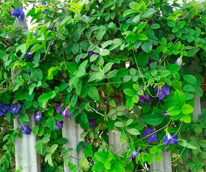 Cây dại ở bờ rào xưa không ai ngó ngàng nay thành đặc sản nổi tiếng người thành phố thích mê giá đắt vẫn được ưa chuộng - 1
